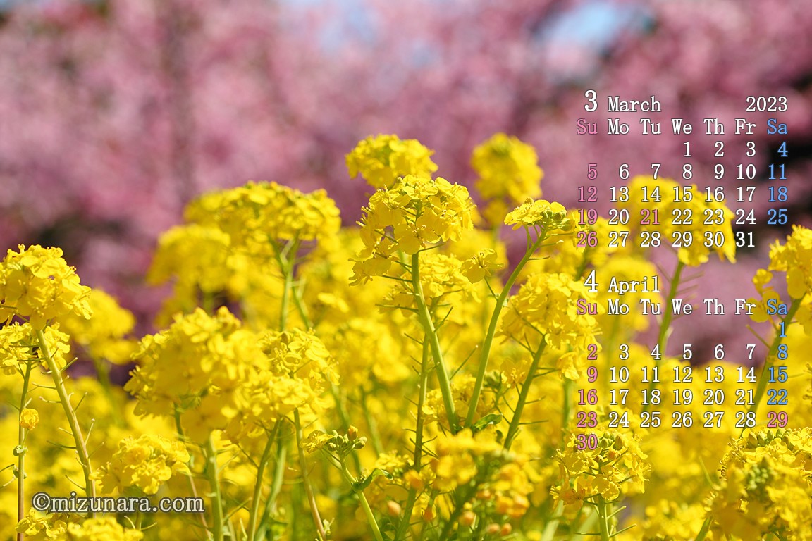 春の色（河津桜に菜の花）