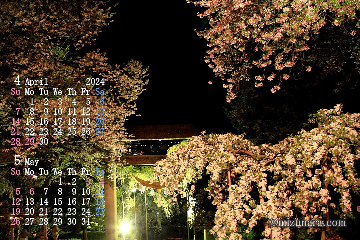 夜桜（烏帽子山公園）