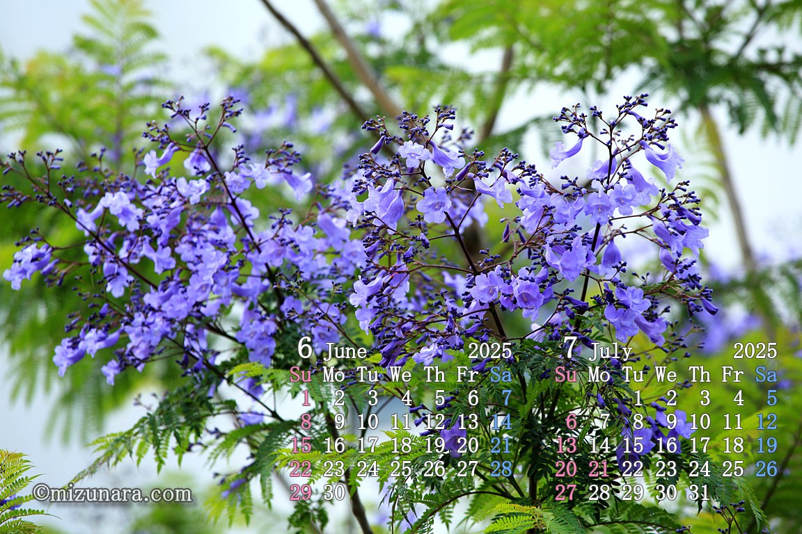 ジャカランダの花