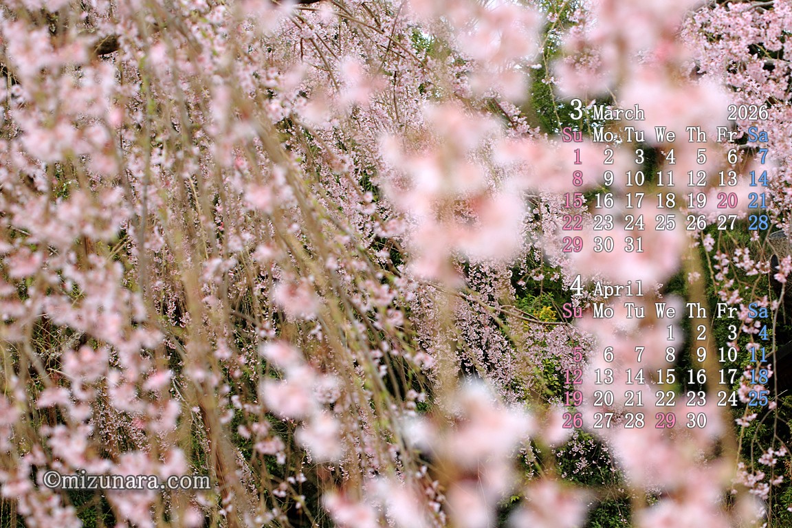 福星寺の枝垂桜