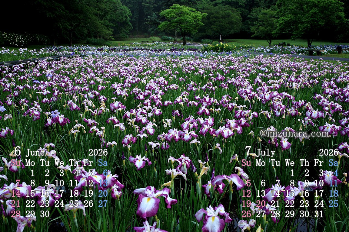 梅雨の菖蒲田