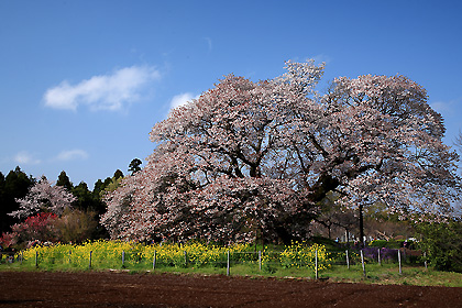 吉高の大桜