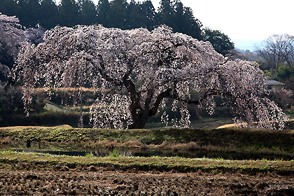 花園のしだれ桜