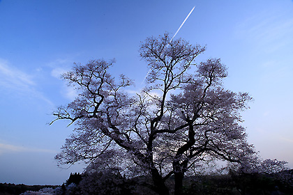 寺子の桜