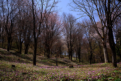 大林ふるさとの山