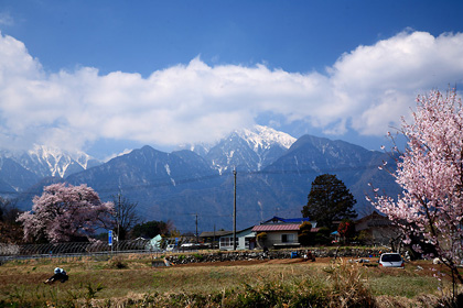 山高のエドヒガン