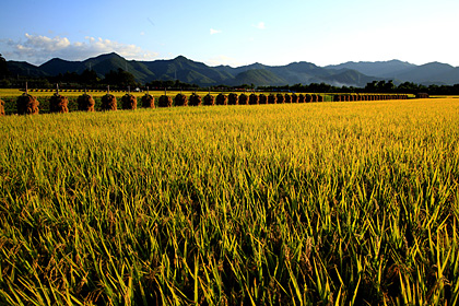 上山市牧野