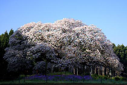 吉高の大桜