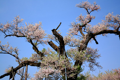 釜の越桜