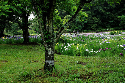 佐倉城址公園