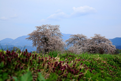 長井市