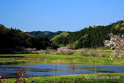 ぼたん桜 大子町相川