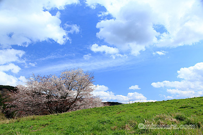 大子ふれあい牧場 桜