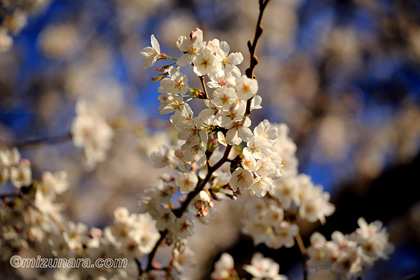 ご近所桜