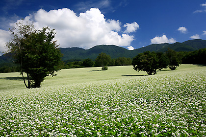 会津・高杖高原