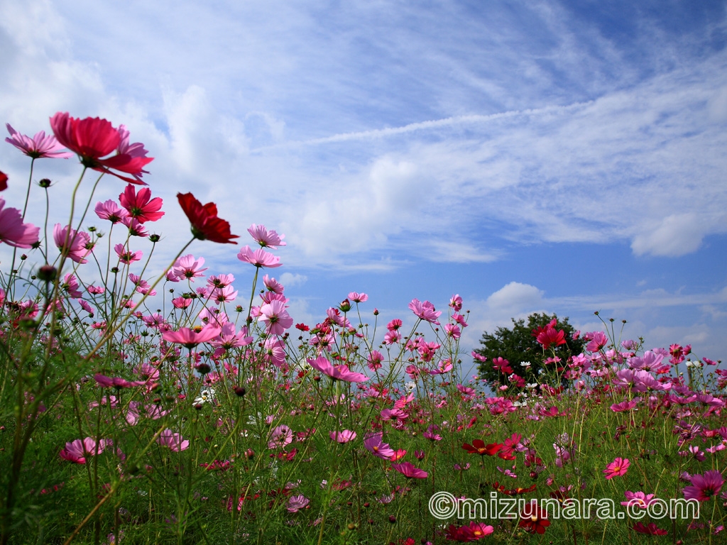 コスモスと秋空