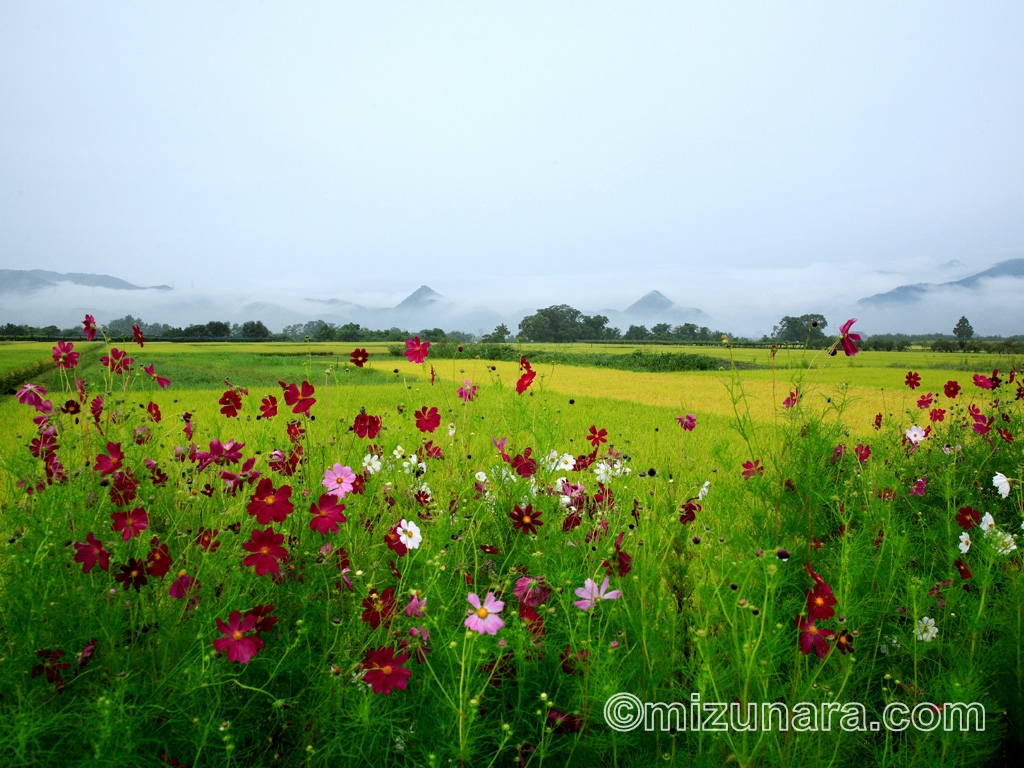 雨あがりの田園