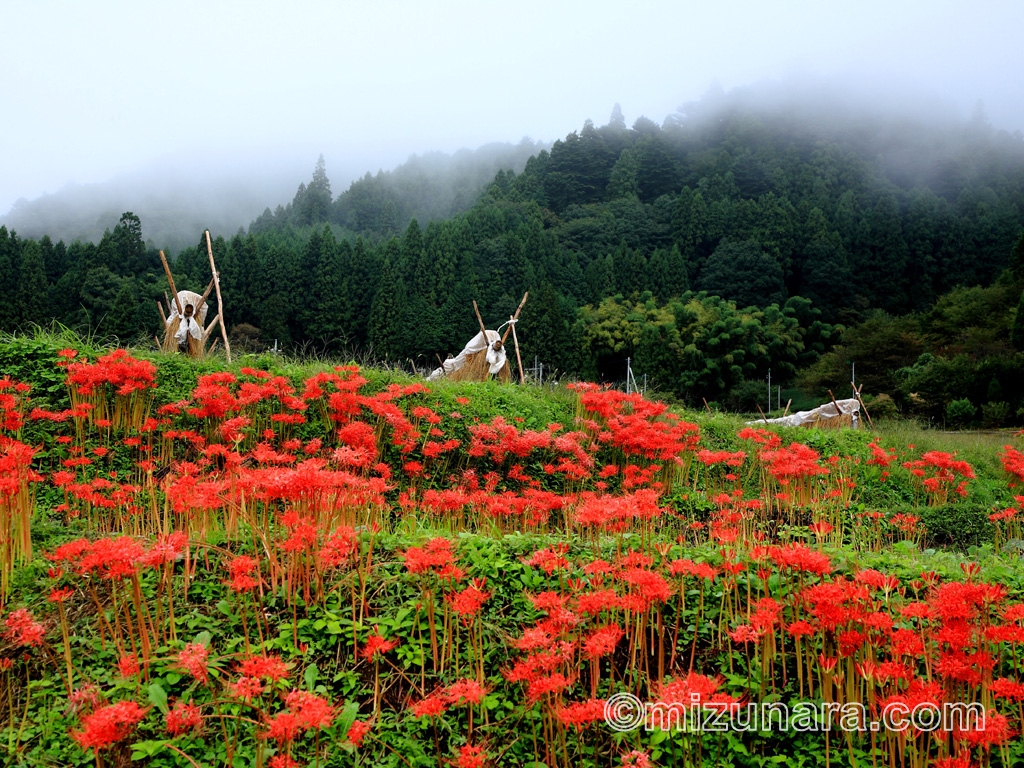 霧漂う山の里