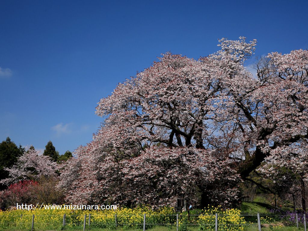 大桜