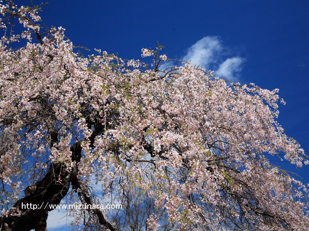 無量寺の枝垂桜
