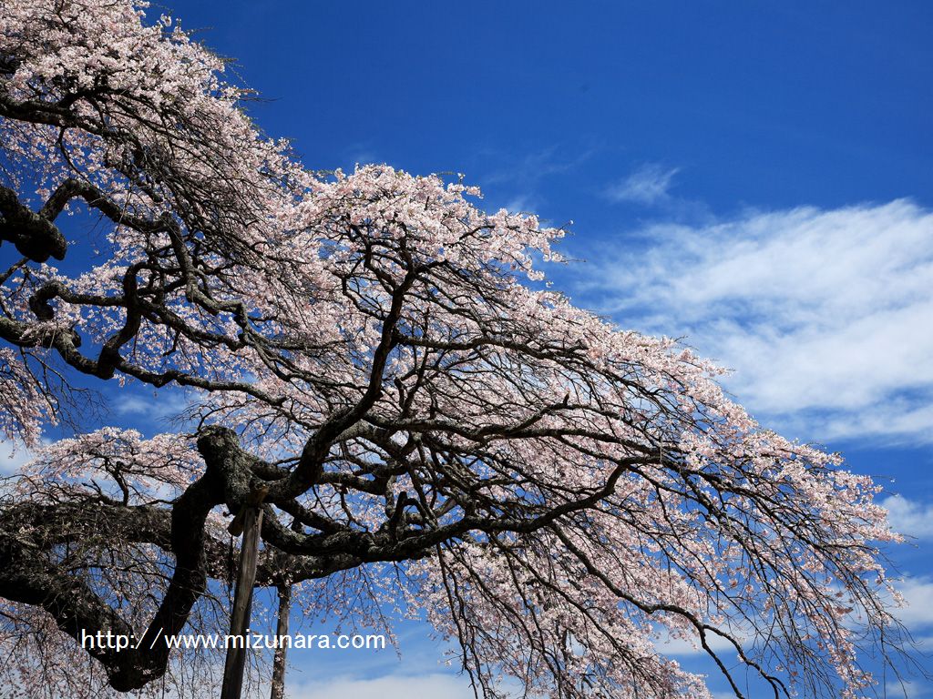 東堂山観音桜