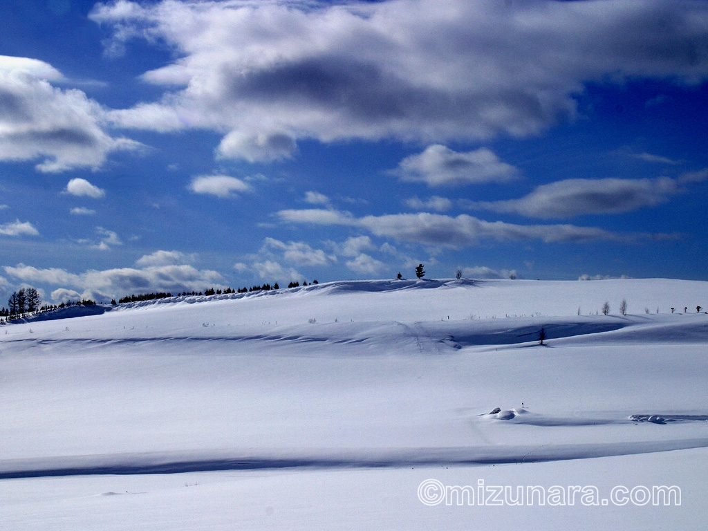 眩しい雪原